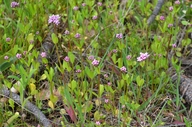 Plectritis congesta