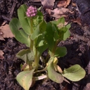 Plectritis congesta