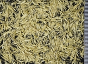 Poa rhizomata