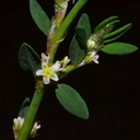 Polygonum arenastrum