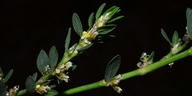 Polygonum arenastrum