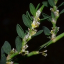 Polygonum arenastrum