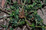 Polygonum arenastrum