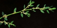 Polygonum arenastrum