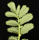 Argentina anserina