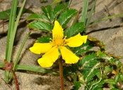 Argentina anserina