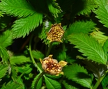 Argentina anserina