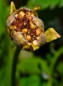 Argentina anserina
