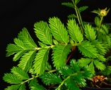 Argentina anserina