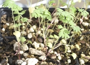 Sanguisorba occidentalis