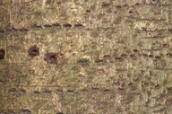 Prunus lusitanica