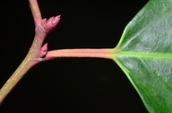 Prunus lusitanica