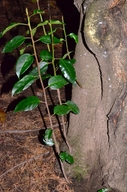 Prunus lusitanica