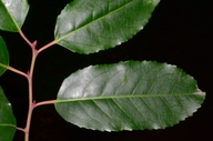 Prunus lusitanica