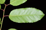 Prunus lusitanica