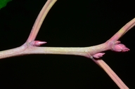 Prunus lusitanica
