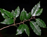Prunus lusitanica