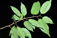 Prunus lusitanica