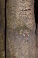 Prunus lusitanica