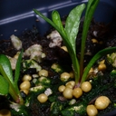 Rainiera stricta
