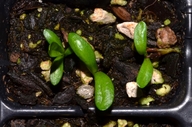 Rainiera stricta
