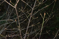 Rhamnus purshiana