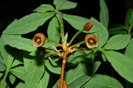 Rhododendron menziesii