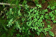 Rhododendron menziesii