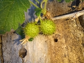Ribes binominatum