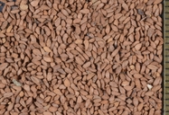 Romanzoffia thompsonii