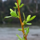 Salix lasiandra