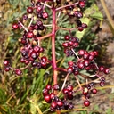 Sambucus racemosa var. melanocarpa