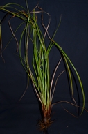 Scirpus cyperinus