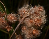 Scirpus cyperinus