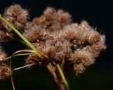 Scirpus cyperinus