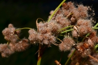 Scirpus cyperinus