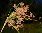 Scirpus cyperinus