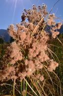Scirpus cyperinus