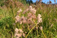 Scirpus cyperinus