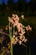 Scirpus cyperinus