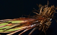 Scirpus cyperinus