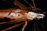 Scirpus cyperinus