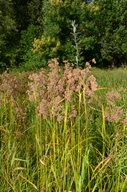 Scirpus cyperinus
