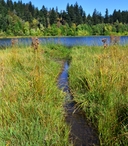 Scirpus cyperinus