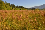 Scirpus cyperinus