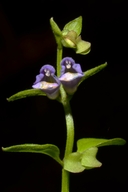 Scutellaria lateriflora