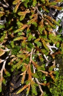 Selaginella wallacei