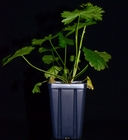 Sidalcea nelsoniana