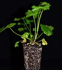 Sidalcea nelsoniana