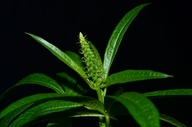 Sidalcea nelsoniana
